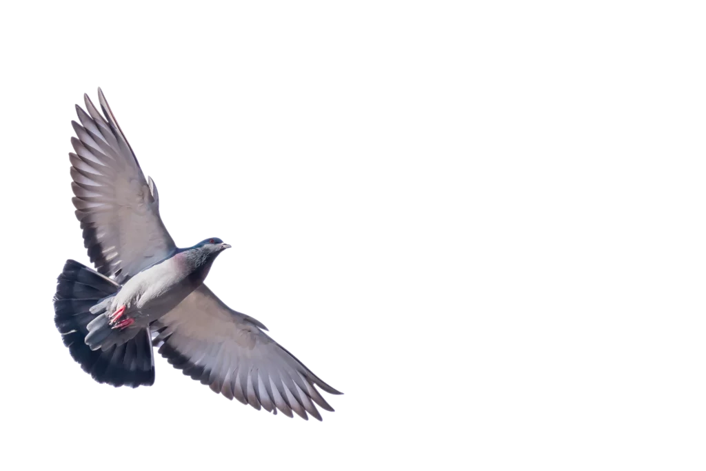 Duiven Coolbird